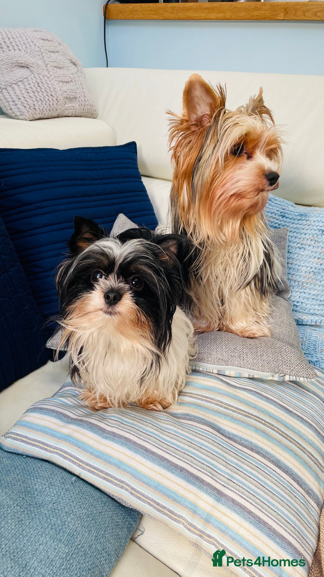 Biewer Terrier dogs for sale: Biewer Yorkshire Terrier - Image 10