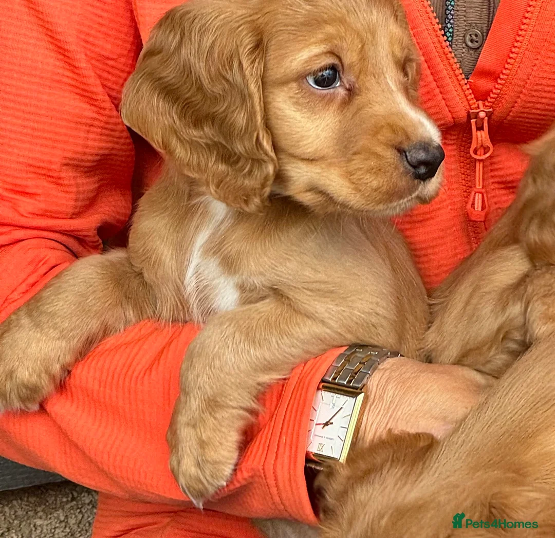 Cocker Spaniel dogs for stud: Attractive, proven red cocker spaniel stud dog in Bristol - Advert 9