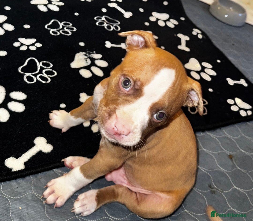 American Bully dogs for sale:  Bully x Staffie pups (2 Boys left) - Advert 3