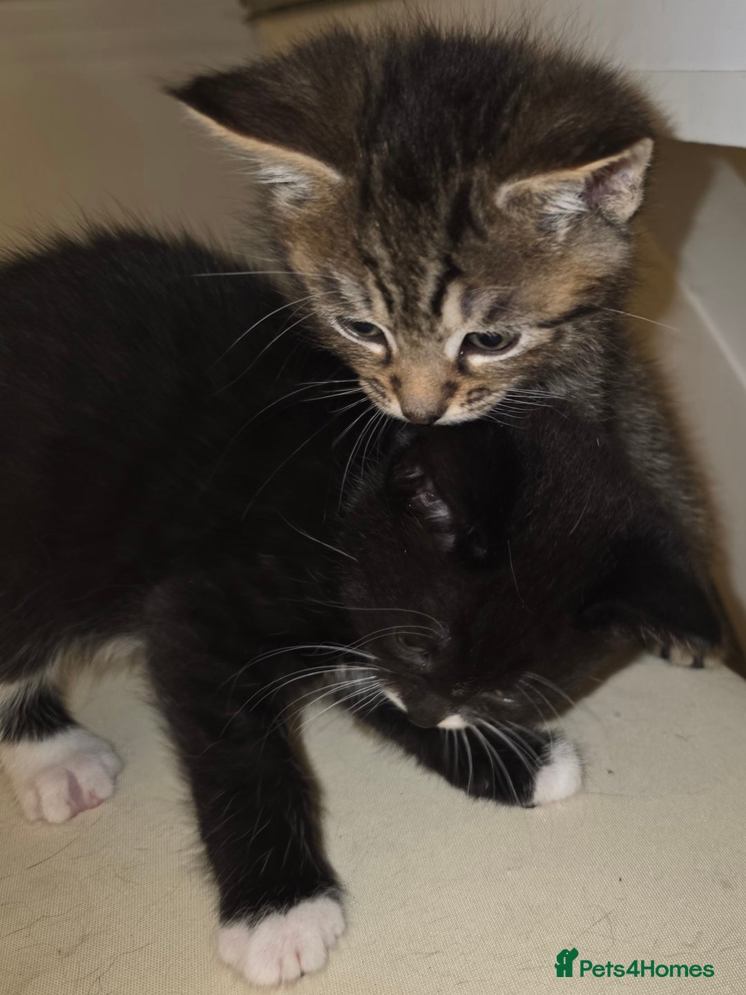 Mixed Breed cats for sale: Kittens - Advert 5