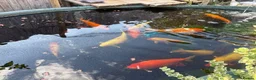 Koi Carp fish for sale: 15 Beautiful Koi Fish for Sale  in Manchester - Advert 5