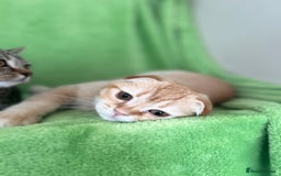 Scottish Fold cats for sale: Beautiful kittens just for you - Image 32