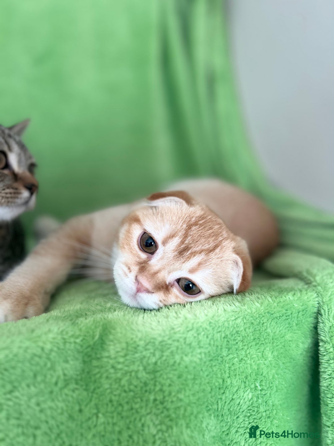 Scottish Fold cats for sale: Beautiful kittens just for you - Image 32