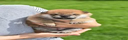 Japanese Shiba Inu dogs for sale: Exceptional Japanese Shiba Inu Puppies - Advert 16