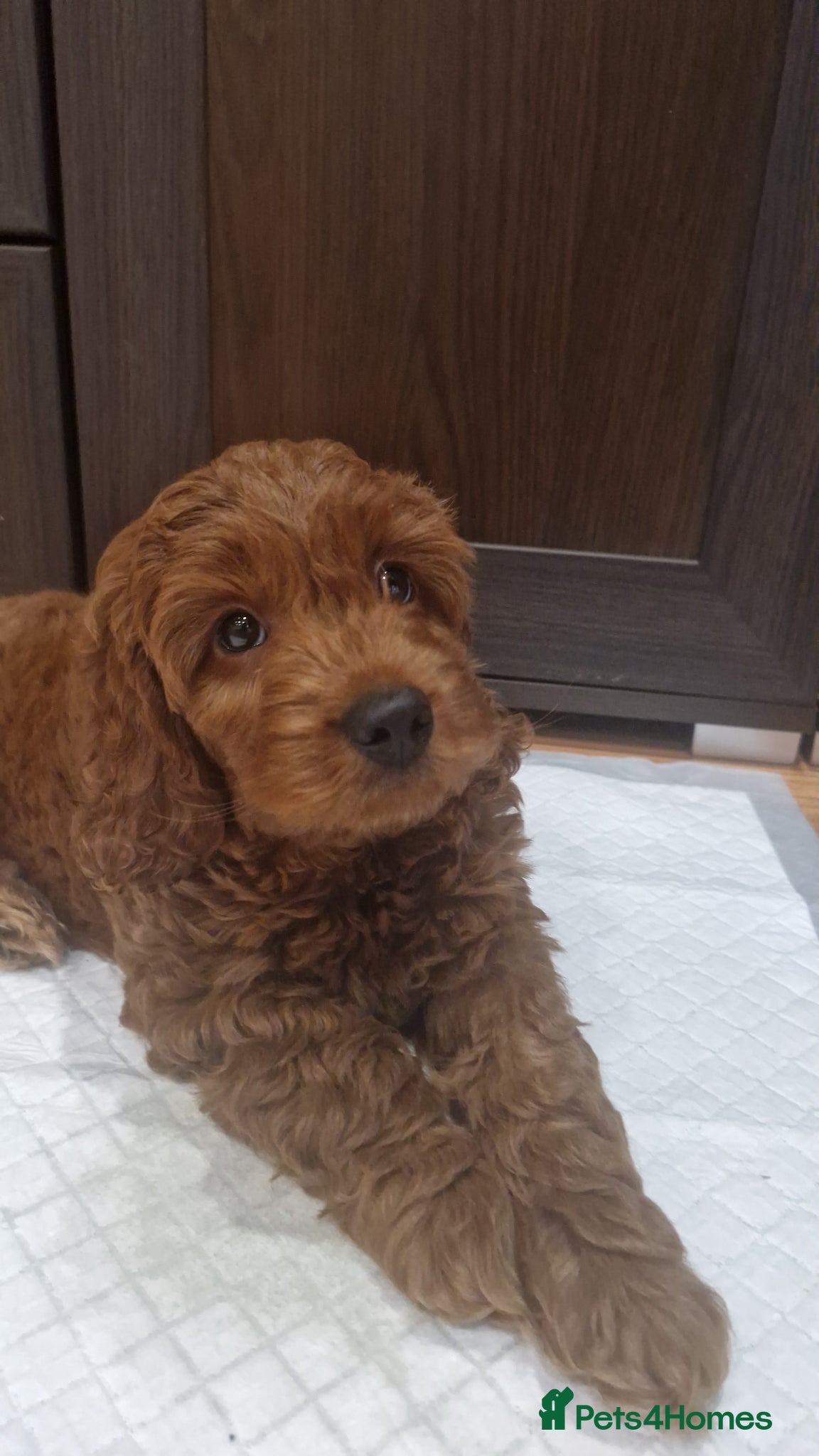 Cockapoo dogs Cockapoo f1b 5 boys [1 available] - Advert 14