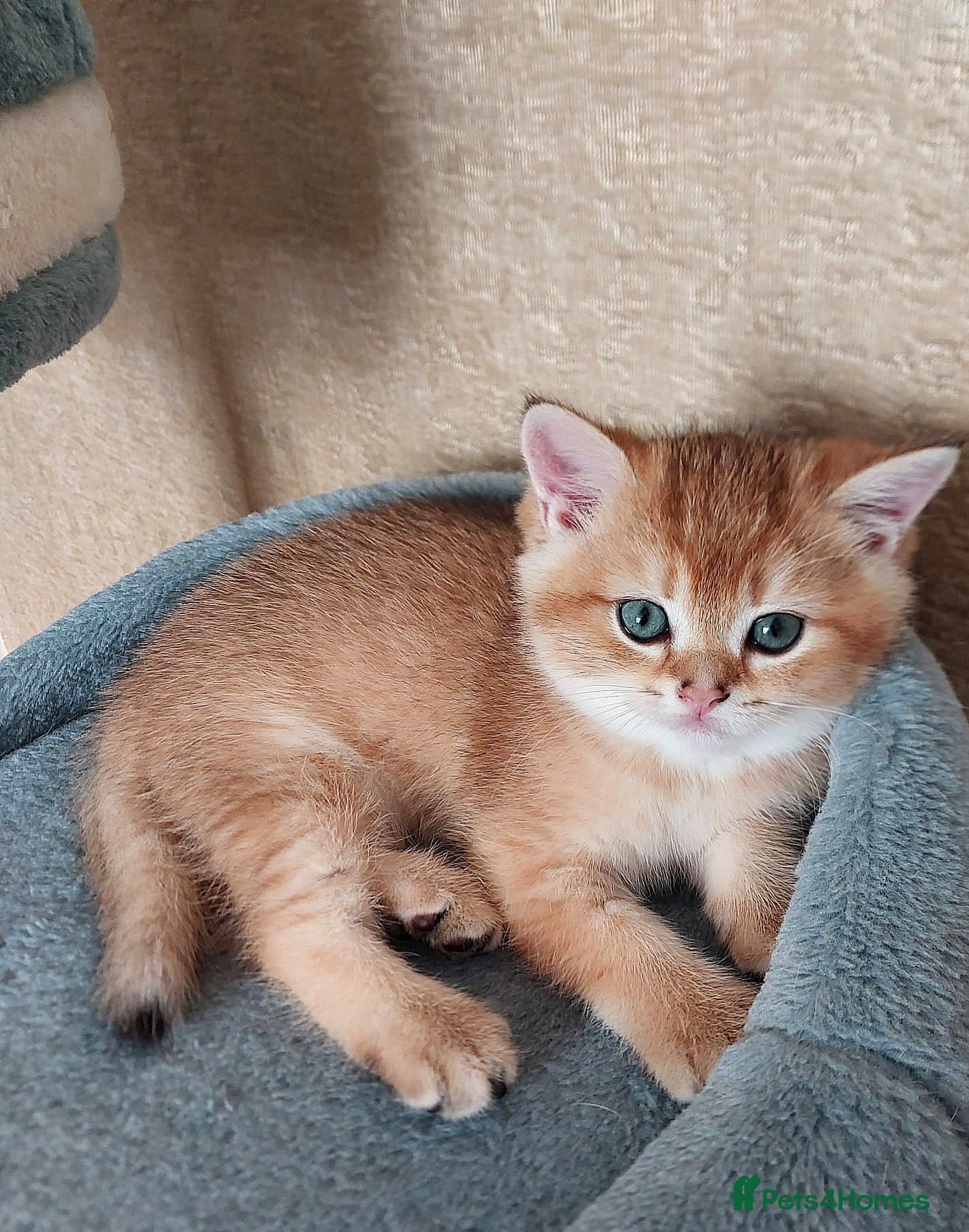 Scottish Fold cats TICA reg😼LAST STUNNING BOY LEFT😼FOR RESERVATION - Advert 1