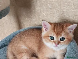 Scottish Fold cats TICA reg😼LAST STUNNING BOY LEFT😼FOR RESERVATION - Advert 16