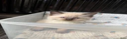 Ragdoll cats for sale: Beautiful pedigree ragdoll kittens  - Advert 17