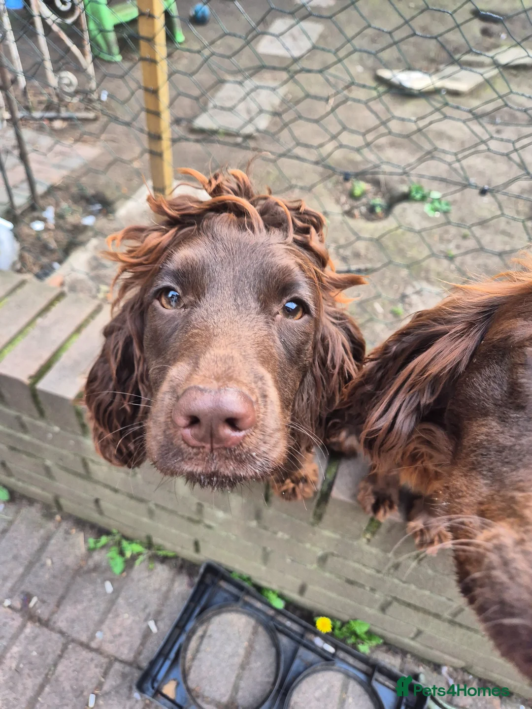 Cocker Spaniel dogs for sale: 2 cocker spaniel sisters - Advert 2