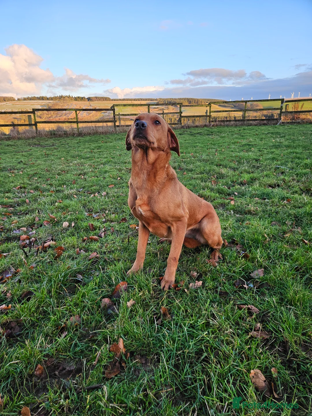 Labrador Retriever dogs for sale: Lovely Working Fox Red Lab - Advert 1