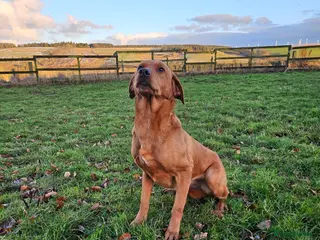 Labrador Retriever dogs Lovely Working Fox Red Lab - Advert 1