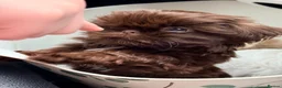 Shih Tzu dogs for sale: Imperial shih tzu puppies  - Advert 1