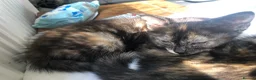 Mixed Breed cats for sale: Two Female Tortoiseshell Kittens For Sale! - Advert 12