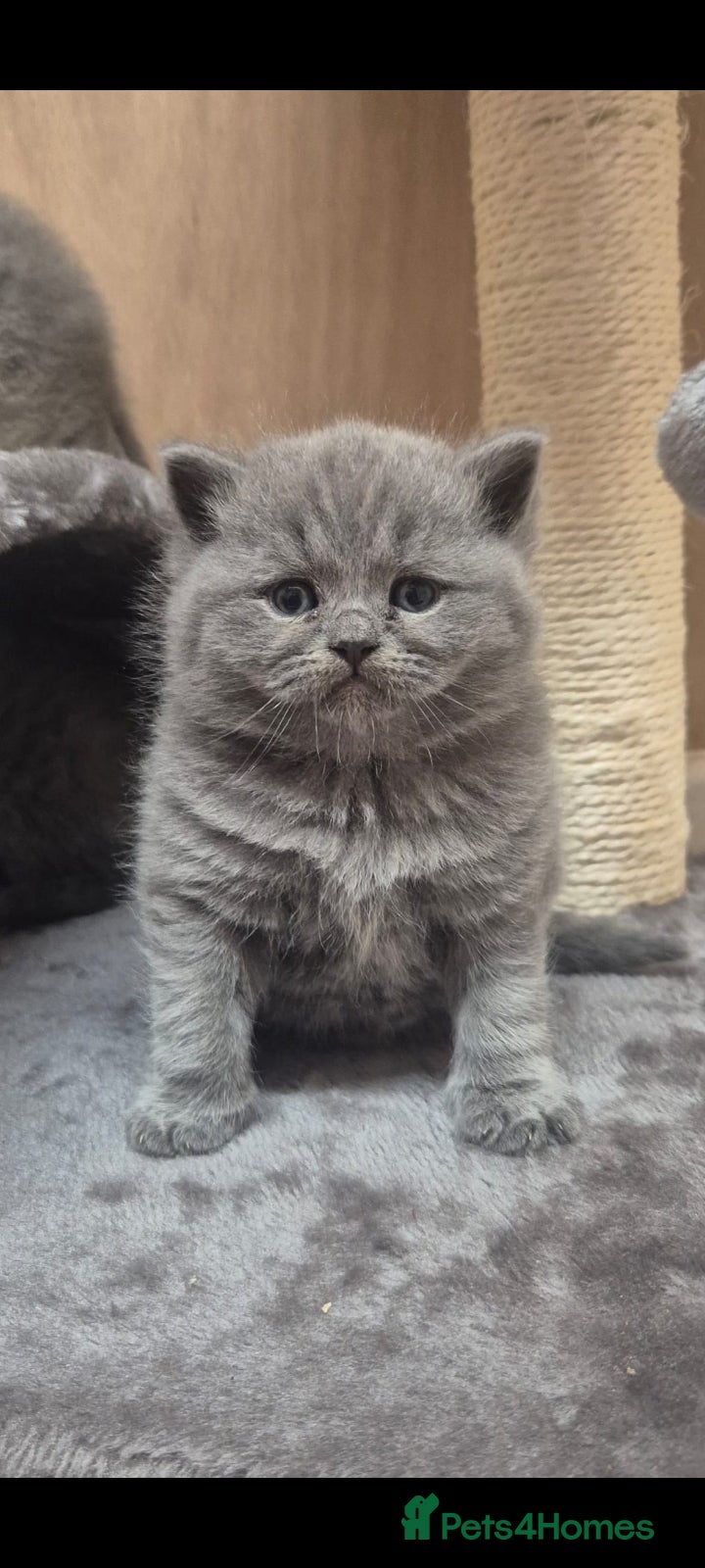 British Shorthair cats STUNNING GCCF BSH BLUE BOY KITTENS - Advert 1