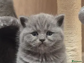 British Shorthair cats STUNNING GCCF BSH BLUE BOY KITTENS - Advert 1