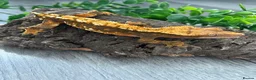 Gecko reptiles for sale: Crested Gecko Male Dalmatian 3 years old  - Advert 6