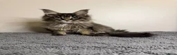 Maine Coon cats for sale: Stunning Maine Coon kittens - Advert 4