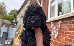 Cockapoo dogs for sale: SMALL COCKAPOO BABYS - Image 9