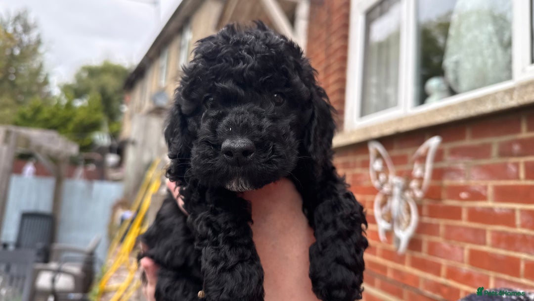 Cockapoo dogs for sale: SMALL COCKAPOO BABYS - Image 9