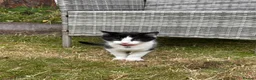 Domestic Shorthair cats for sale: Male  - Advert 4