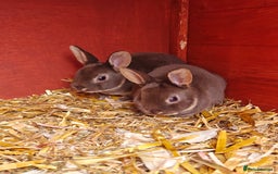 Rex rabbits for sale: Mixed litter of Mini Rex  - Image 17