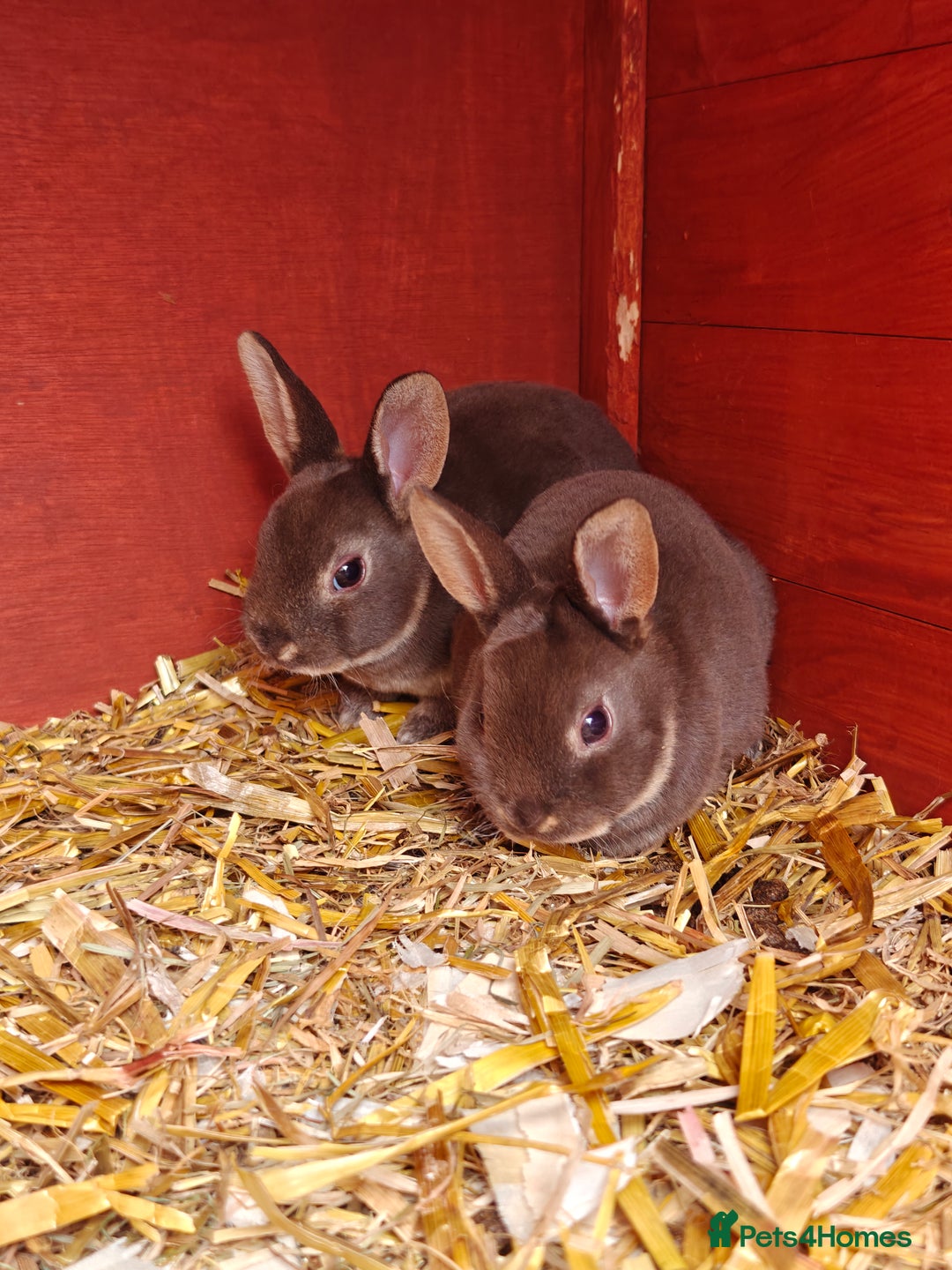 Rex rabbits for sale: Mixed litter of Mini Rex  - Image 17