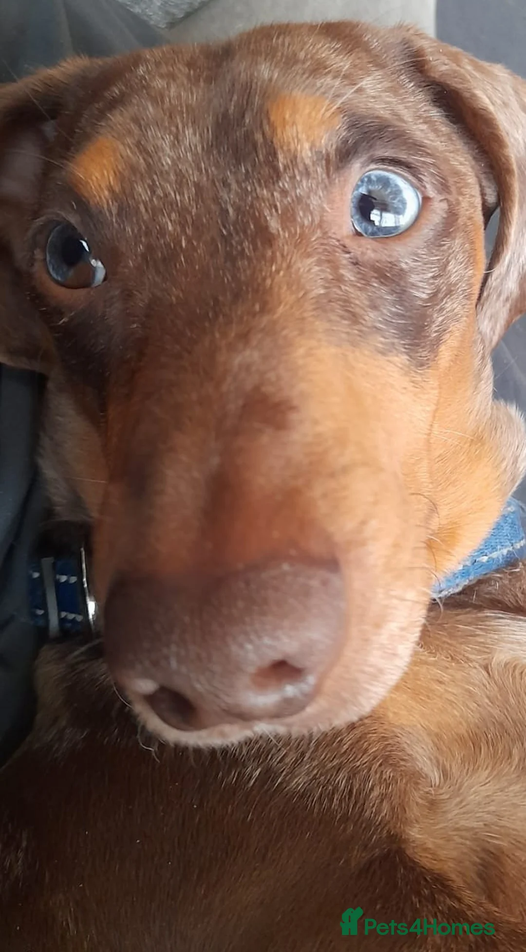 Miniature Dachshund dogs for stud: KC Chocolate dapple boy for stud very gentle. in Skegness - Advert 5