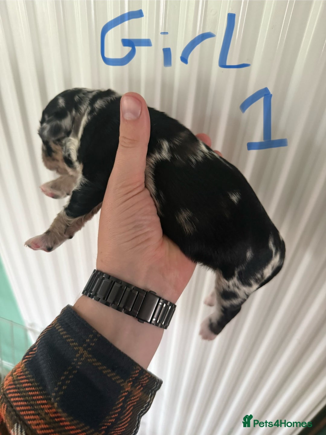 Mixed Breed dogs for sale: Blue merle and golden retriever puppies - Image 20