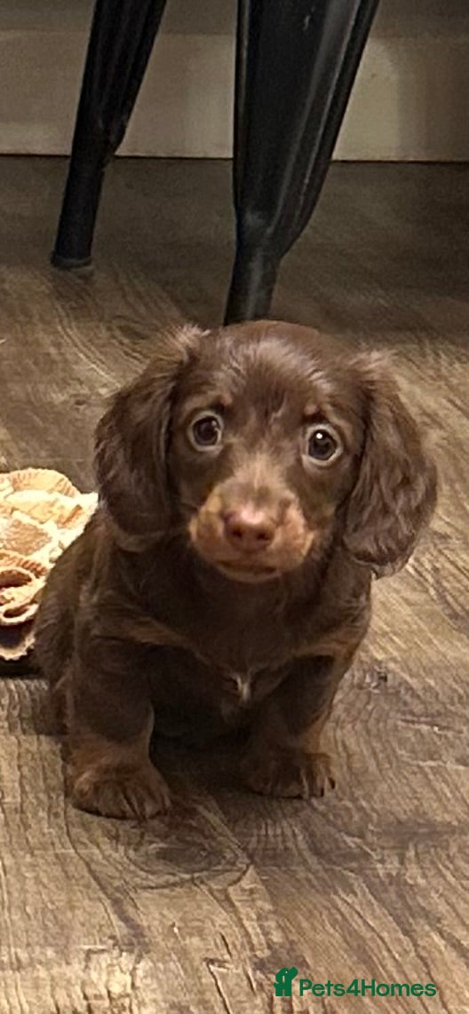 Miniature Dachshund dogs Kc smooth and long coated minature dachshund  - Advert 2
