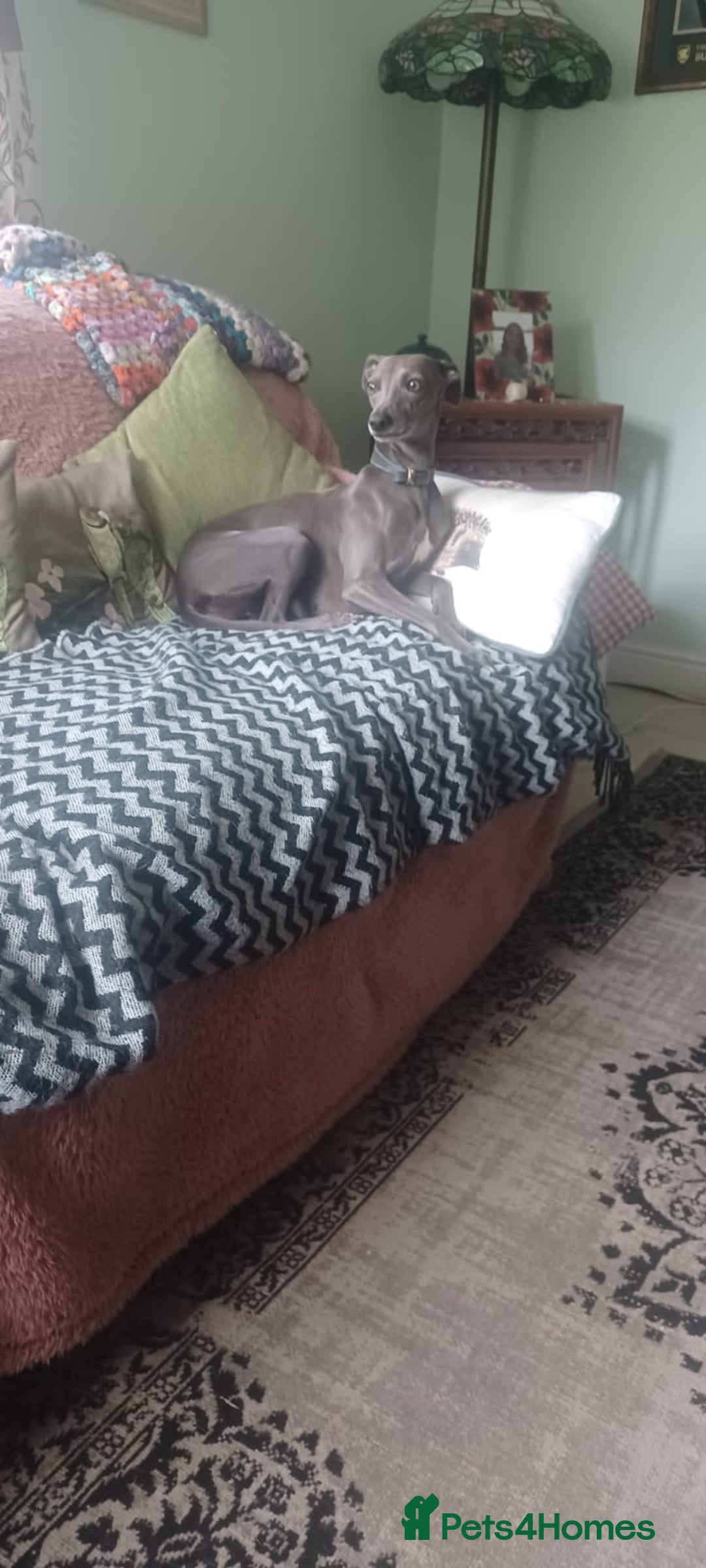 Whippet dogs for sale: Gorgeous blue whippets  - Image 8