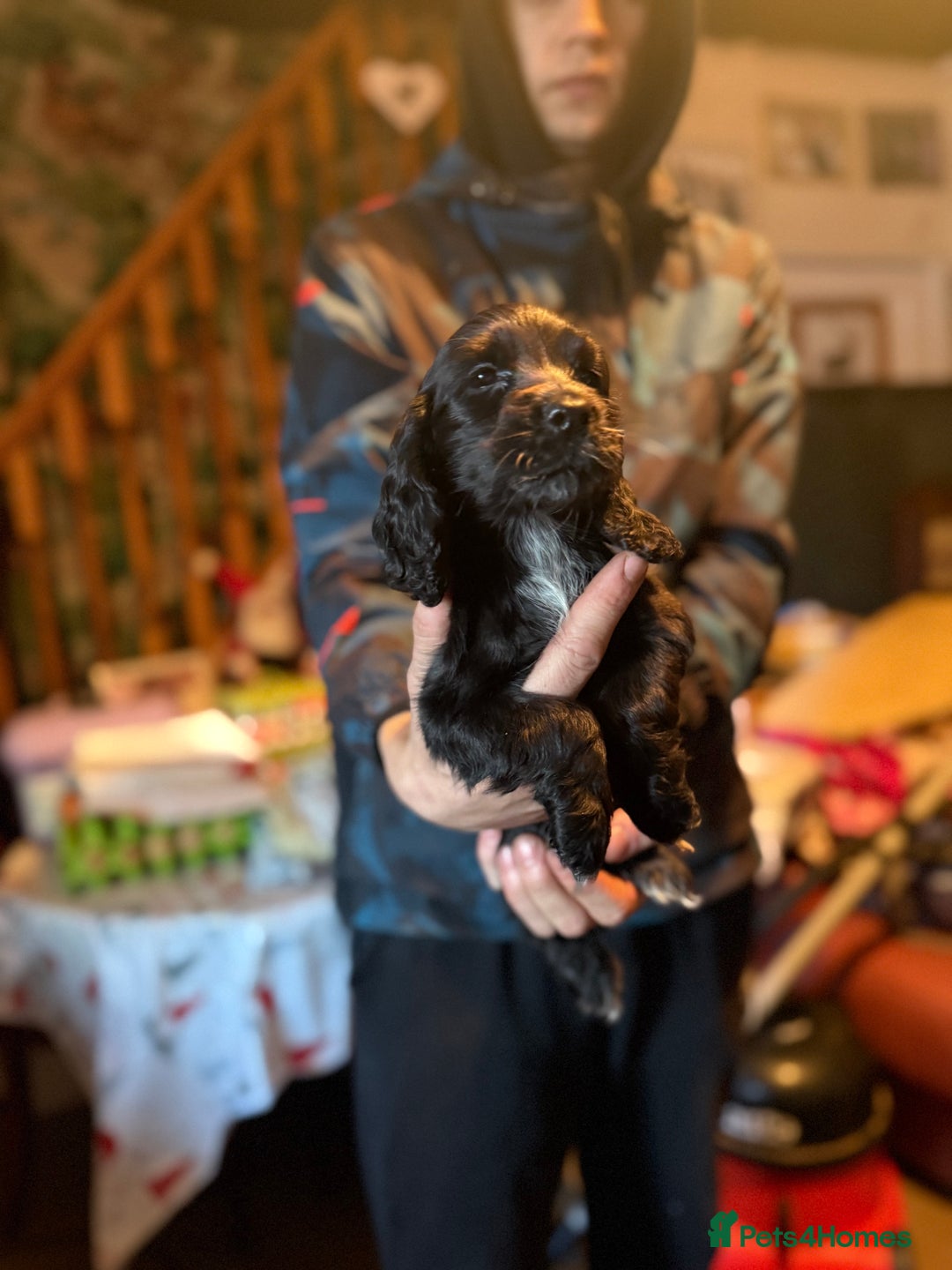 Cocker Spaniel dogs for sale: Cocker spaniel puppies  - Advert 3