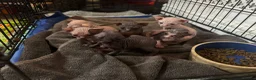 Sphynx cats for sale: Sphynx Kittens Looking for Loving Homes  in Canvey Island - Advert 5