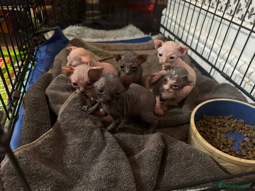 Sphynx cats for sale: Sphynx Kittens Looking for Loving Homes  in Canvey Island - Advert 5