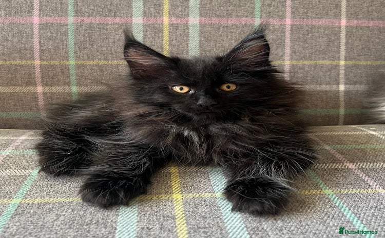 Maine Coon cats - Advert 12