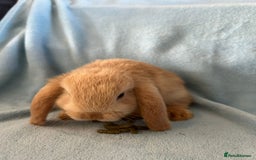 Mini Lop rabbits for sale: Pure Breed Mini Lop baby bunnies ready 1st Aug - Image 24