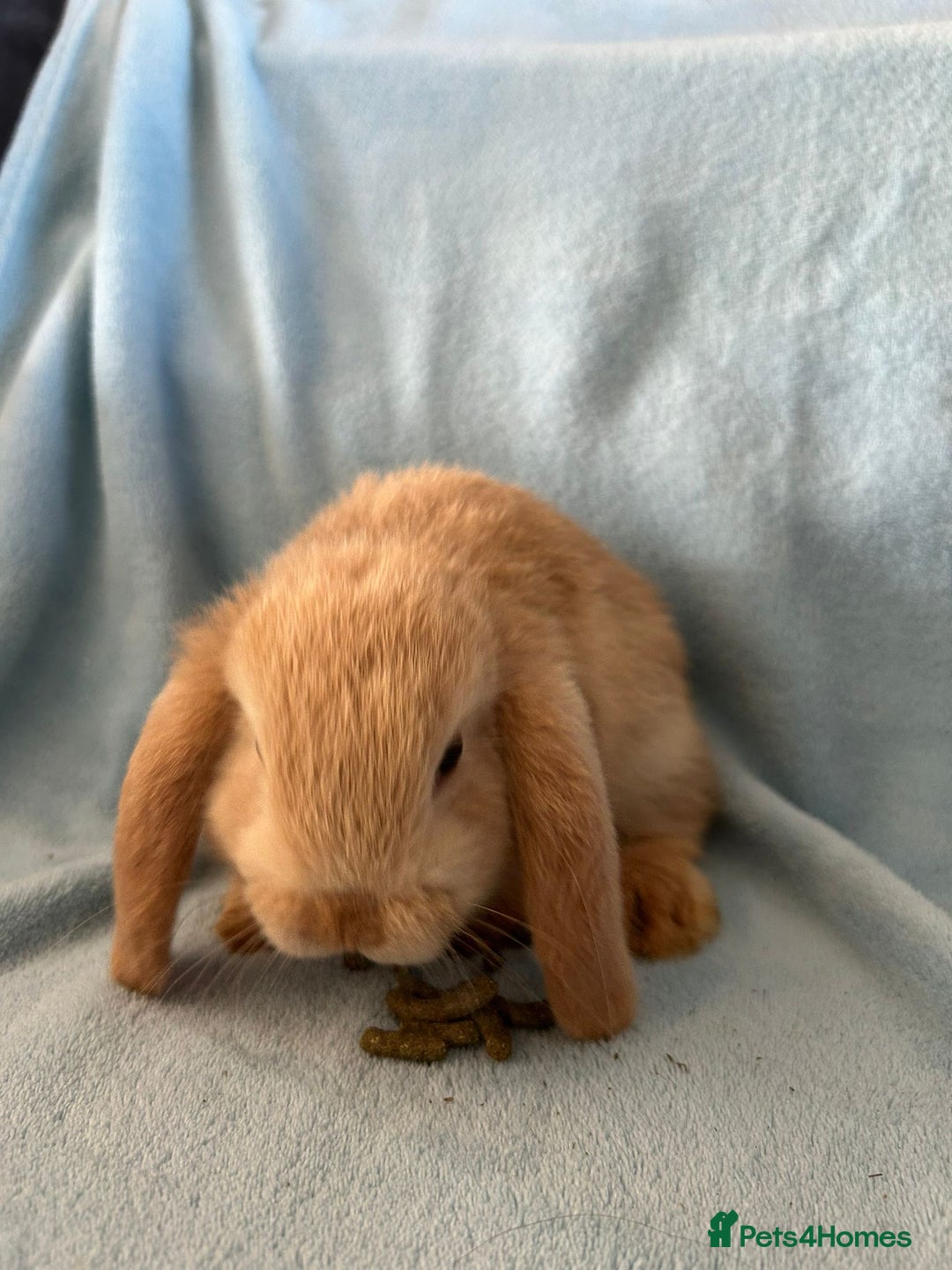 Mini Lop rabbits for sale: Pure Breed Mini Lop baby bunnies ready 1st Aug - Image 24