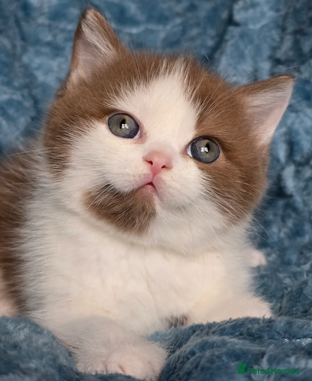 British Shorthair cats for sale: TICA registered British shorthair kittens - Advert 30