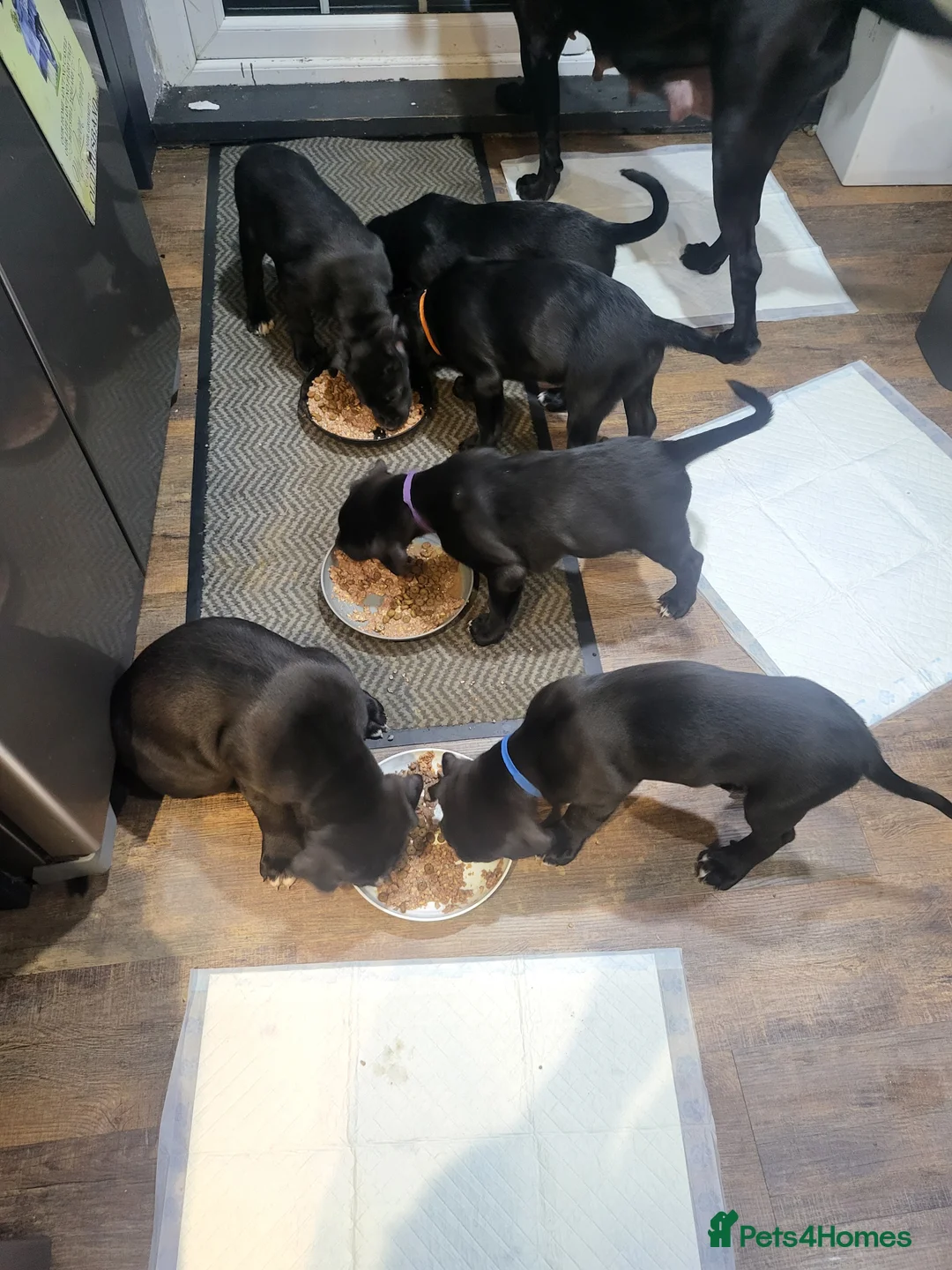 Mixed Breed dogs for sale: Cane Corso X Newfoundland/Labrador Puppies - Advert 11