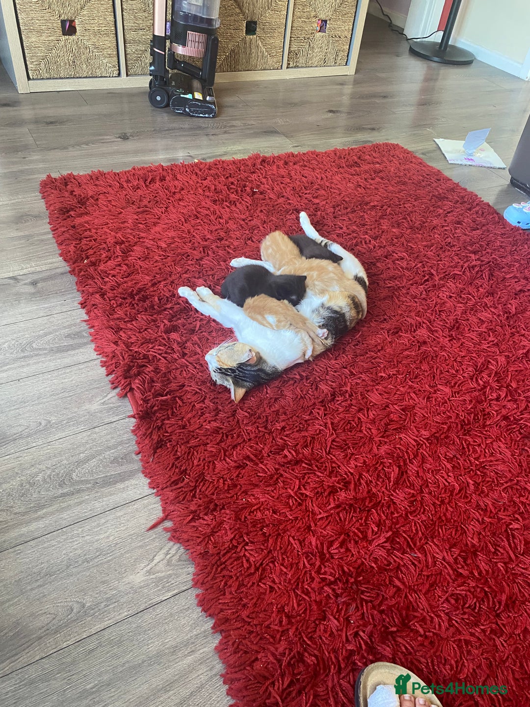 Bengal cats for sale: Kittens for sale  - Image 12