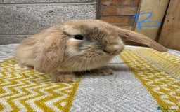 Mini Lop rabbits for sale: Mini Lop Rabbits For Sale  - Advert 15