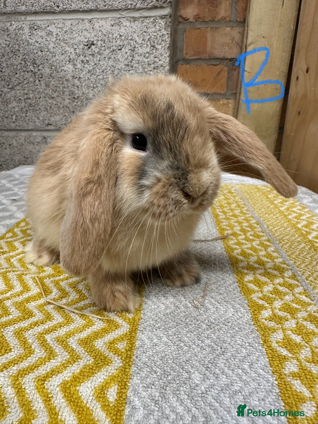 Mini Lop rabbits for sale: Mini Lop Rabbits For Sale  - Advert 15