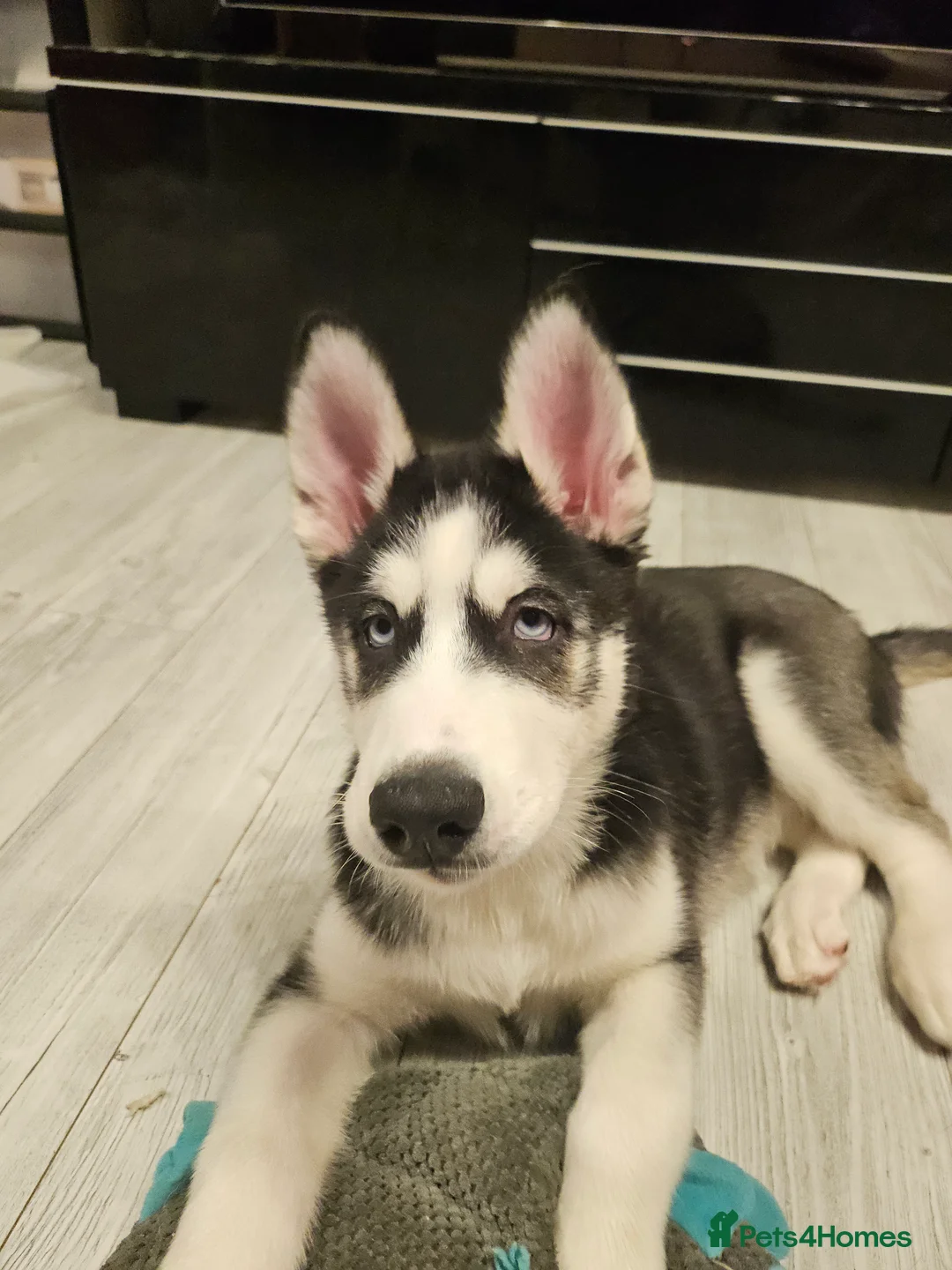 Siberian Husky dogs for sale: Girls  - Advert 6