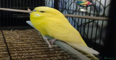 Budgerigars birds - Advert 4