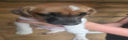 Jack Russell dogs for sale: Jack Russels  - Advert 5