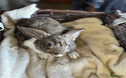 English Lop rabbits for sale: Beautiful English rabbits for sale  - Image 3