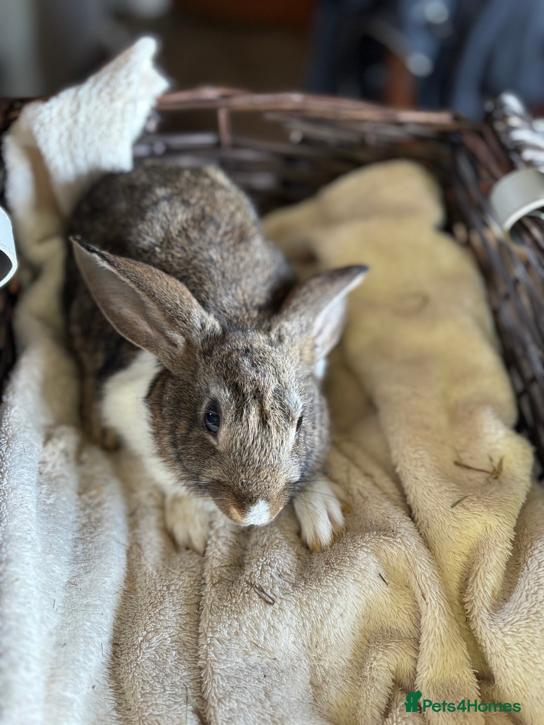 English Lop rabbits for sale: Beautiful English rabbits for sale  - Image 3