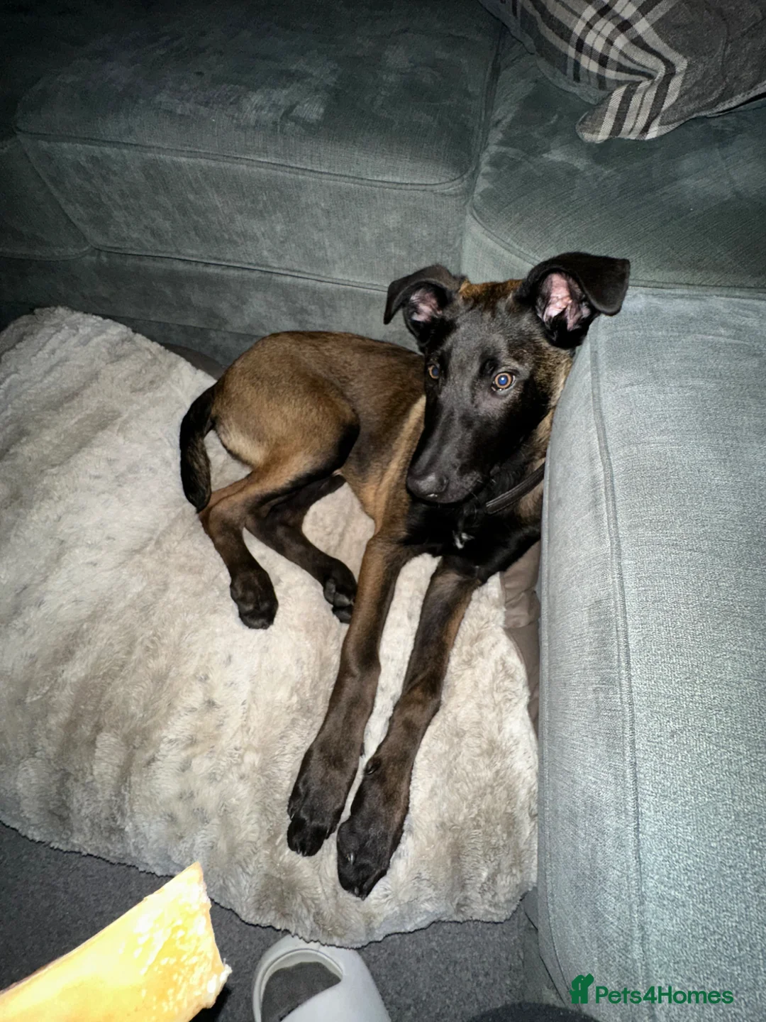 Belgian Shepherd Dog dogs for sale: 6 MONTH BELGIAN MALINOS FOR SALE! - Advert 2