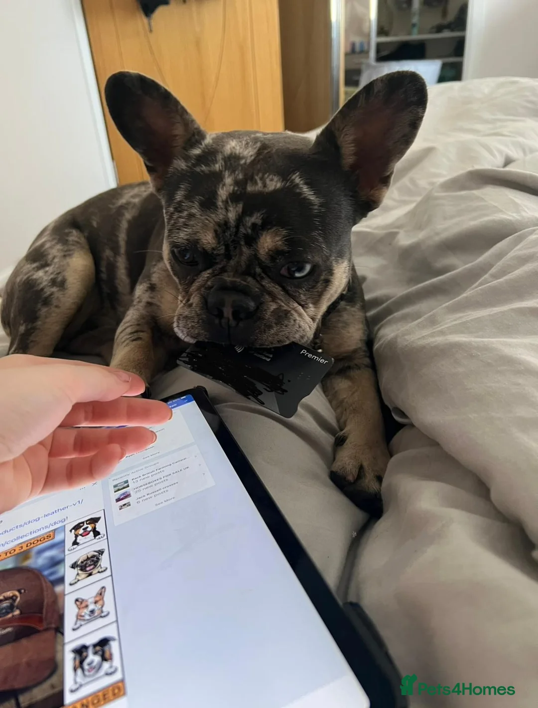 Mixed Breed dogs for sale: Gorgeous puppies in Falkirk - Advert 2