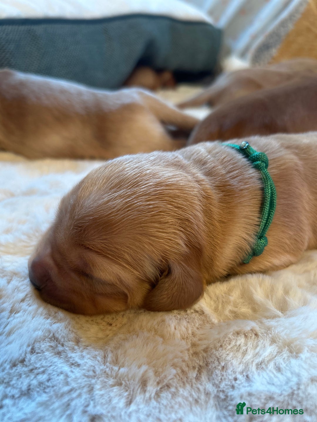Golden Retriever dogs for sale: Lovely Litter 🐶 KC registered🐶health tested  - Advert 19