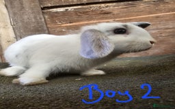 Mini Lop rabbits for sale: Mini lop rabbits - Image 5